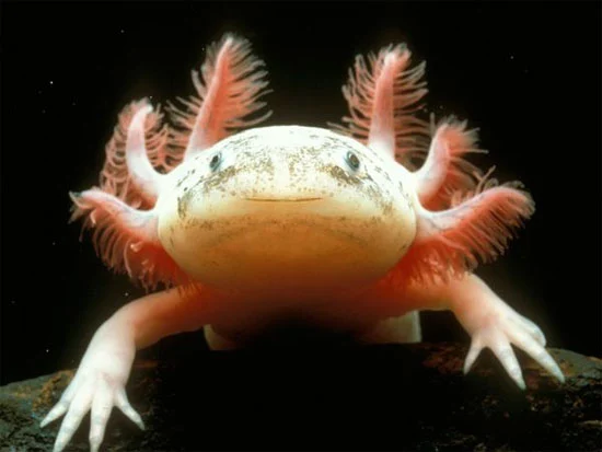 Axolotl là gì? Tìm hiểu toàn tập về kỳ nhông Axolotl