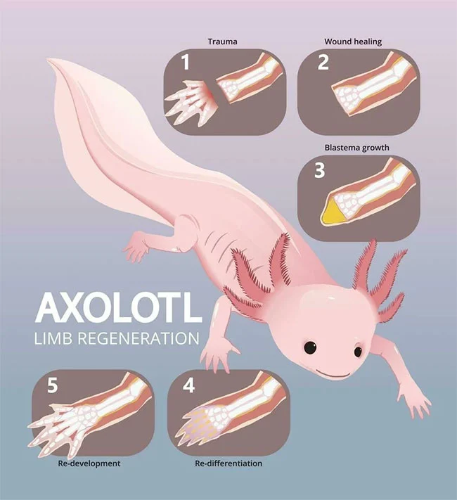 Axolotl là gì? Tìm hiểu toàn tập về kỳ nhông Axolotl